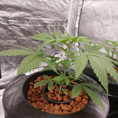 Northern Lights  #2 growlog timeline photo