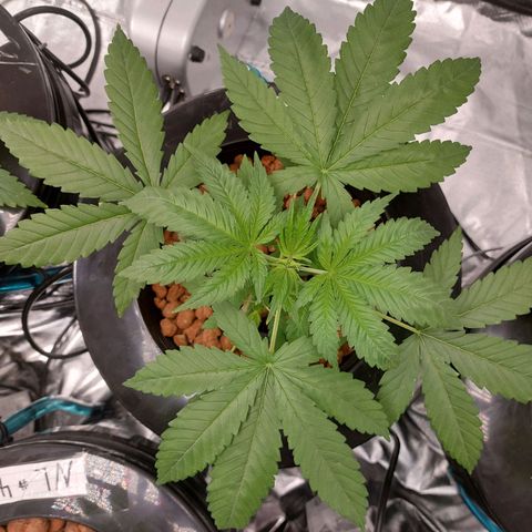 Northern Lights  #2 growlog timeline photo