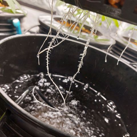 Purple Girls growlog timeline photo