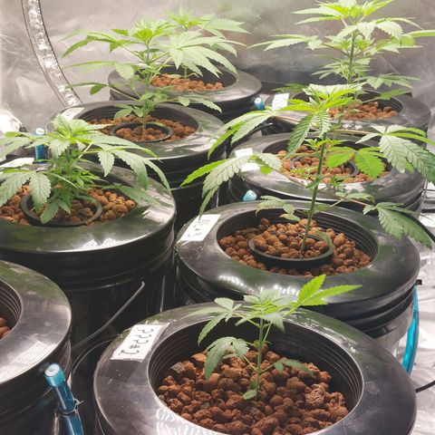 Purple Girls growlog timeline photo