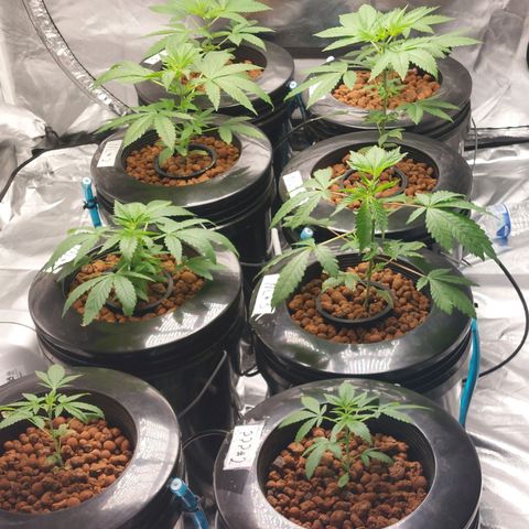 Purple Girls growlog timeline photo