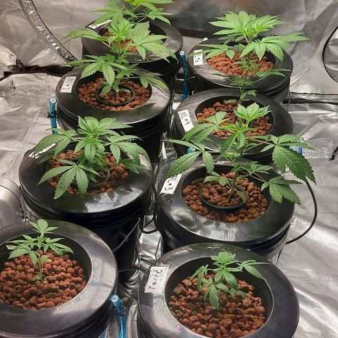 Purple Girls growlog timeline photo
