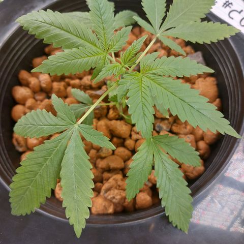 Mystery seed #2 growlog timeline photo