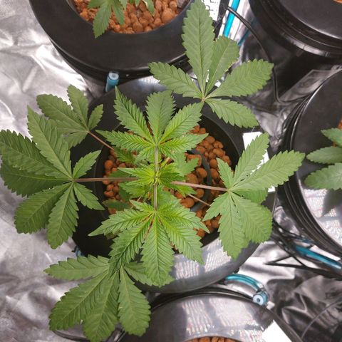 Northern Lights  #3 growlog timeline photo