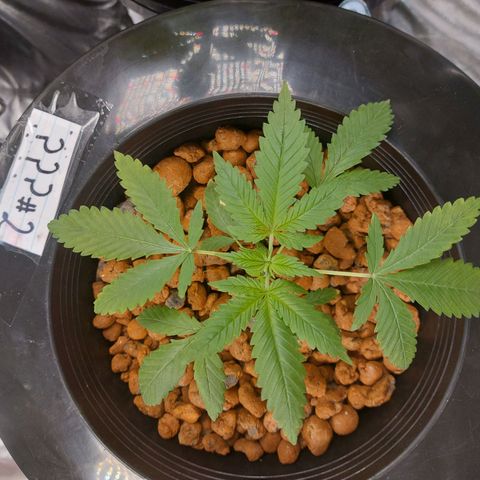 Mystery seed #2 growlog timeline photo