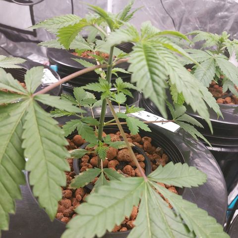 Northern Lights  #3 growlog timeline photo