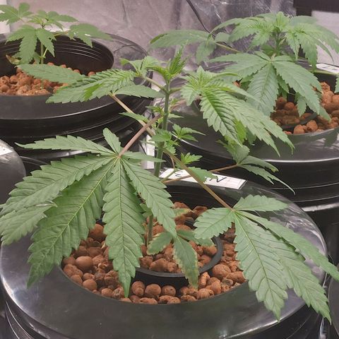 Northern Lights  #3 growlog timeline photo