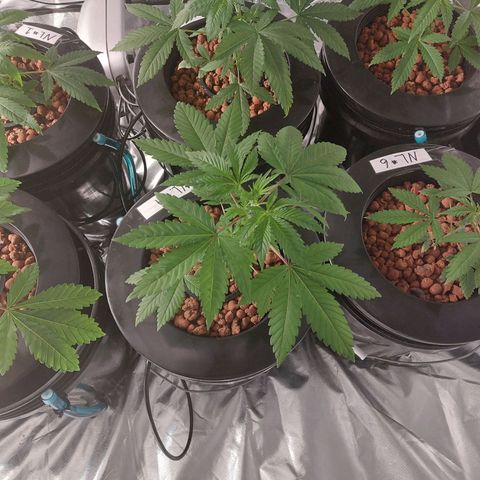 Northern Lights  #4 growlog timeline photo