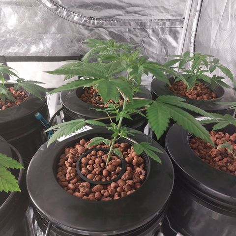 Northern Lights  #4 growlog timeline photo