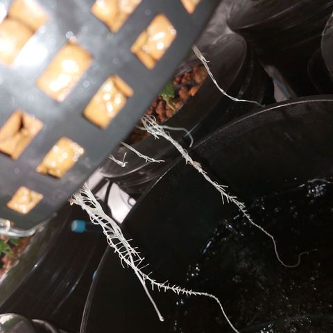 Northern Lights  #4 growlog timeline photo