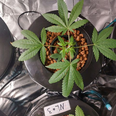 Northern Lights  #1 growlog timeline photo