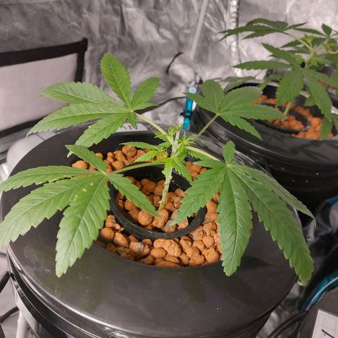 Northern Lights  #1 growlog timeline photo