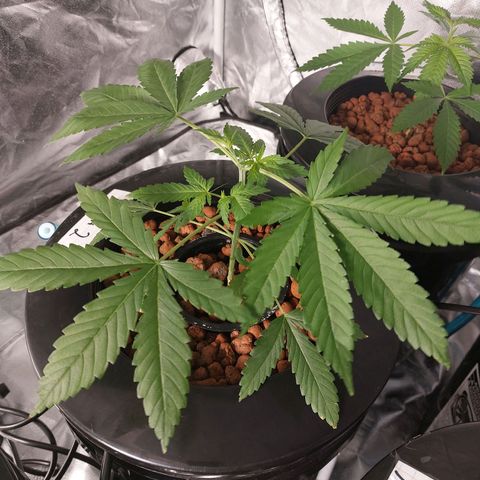 Northern Lights  #2 growlog timeline photo