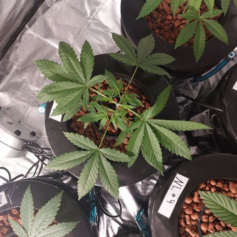 Northern Lights  #2 growlog timeline photo