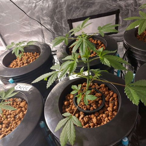 Northern Lights  #3 growlog timeline photo