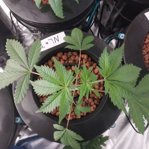 Northern Lights  #3 growlog timeline photo