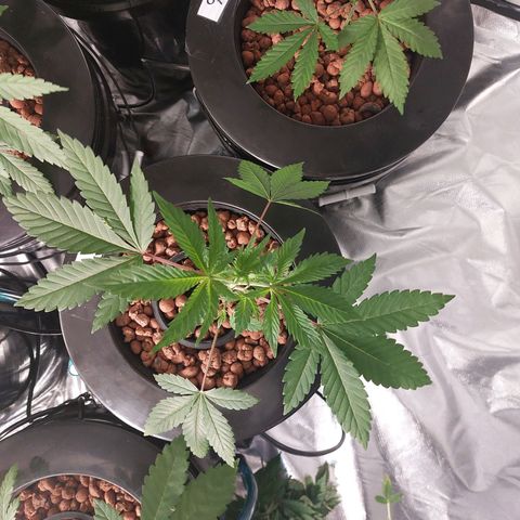 Northern Lights  #4 growlog timeline photo
