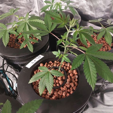 Northern Lights  #4 growlog timeline photo
