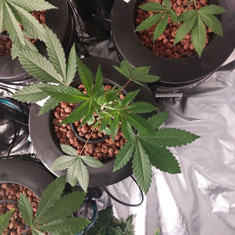 Northern Lights  #4 growlog timeline photo
