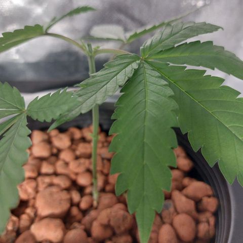 Northern Lights  #6 growlog timeline photo