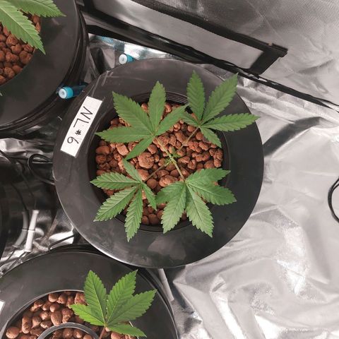 Northern Lights  #6 growlog timeline photo