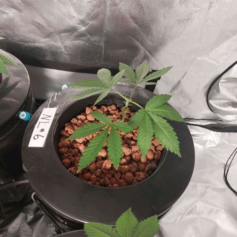 Northern Lights  #6 growlog timeline photo