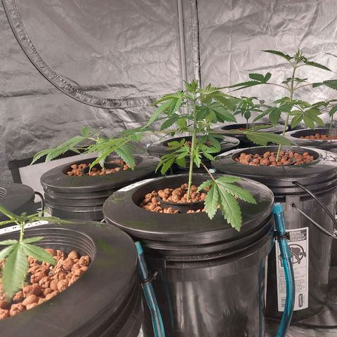 Purple Girls growlog timeline photo