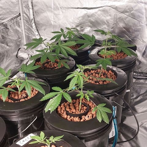 Purple Girls growlog timeline photo