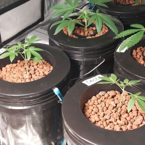 Purple Girls growlog timeline photo