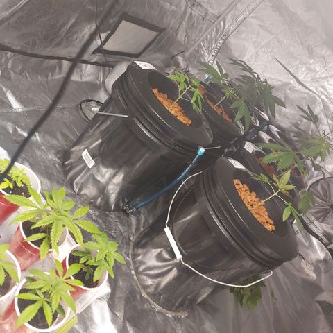 Purple Girls growlog timeline photo
