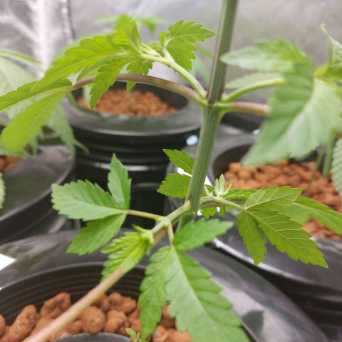 Northern Lights  #4 growlog timeline photo