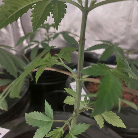 Northern Lights  #4 growlog timeline photo