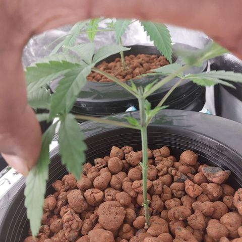 Northern Lights  #6 growlog timeline photo