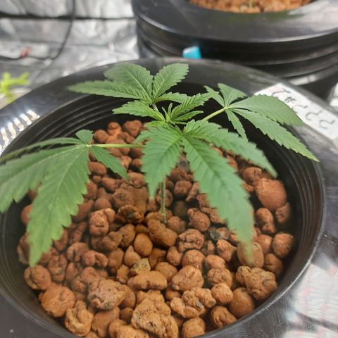 Mystery seed #2 growlog timeline photo