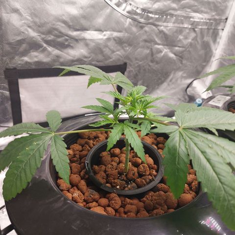 Northern Lights  #1 growlog timeline photo