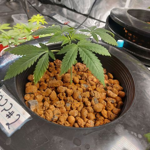 Mystery seed #2 growlog timeline photo
