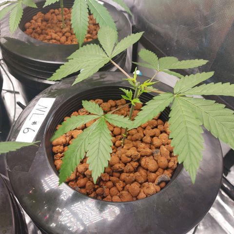 Northern Lights  #6 growlog timeline photo