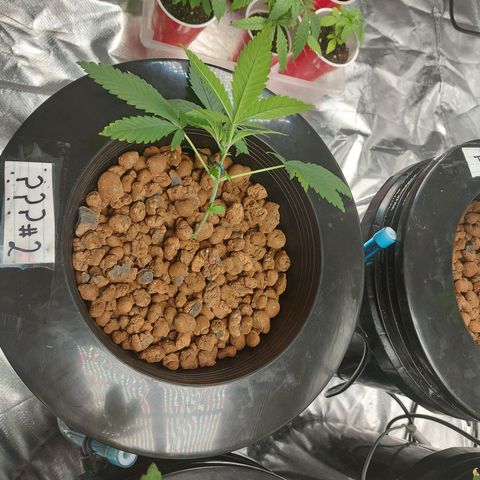 Mystery seed #2 growlog timeline photo