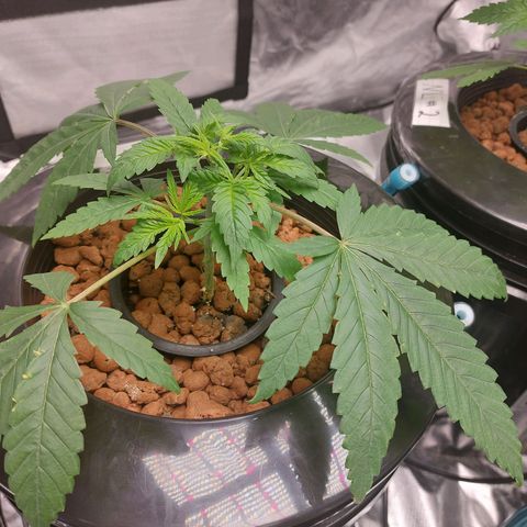Northern Lights  #1 growlog timeline photo