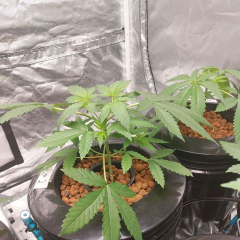 Northern Lights  #2 growlog timeline photo