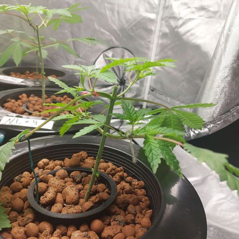 Northern Lights  #3 growlog timeline photo