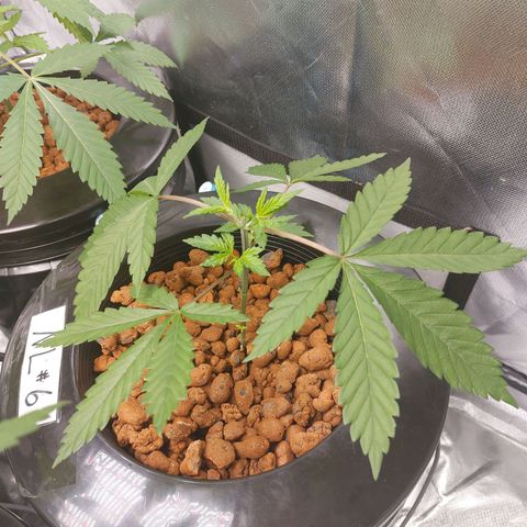 Northern Lights  #6 growlog timeline photo