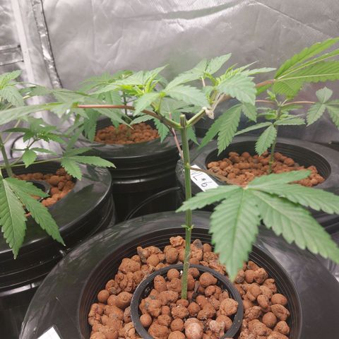 Northern Lights  #4 growlog timeline photo