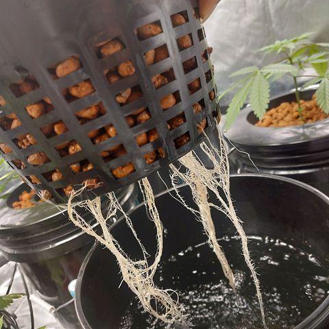 Purple Girls growlog timeline photo