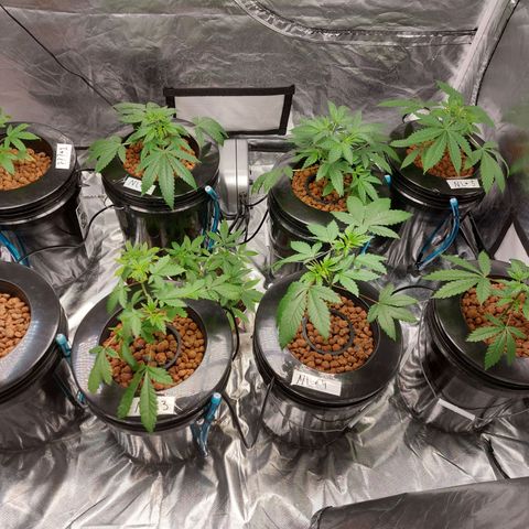 Purple Girls growlog timeline photo