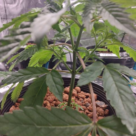Northern Lights  #6 growlog timeline photo