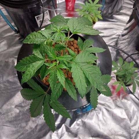 Northern Lights  #6 growlog timeline photo