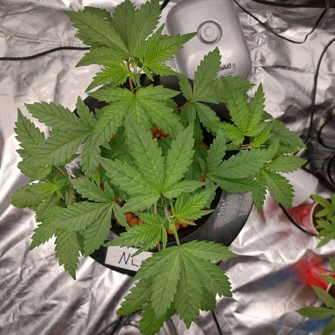 Northern Lights  #3 growlog timeline photo
