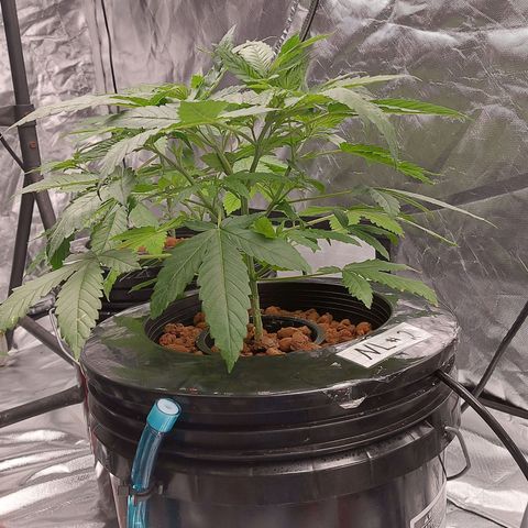 Northern Lights  #2 growlog timeline photo