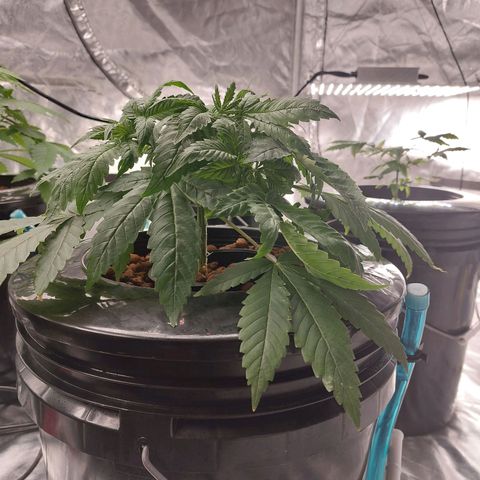 Northern Lights  #1 growlog timeline photo